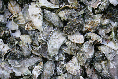 Close-up of a heap of oysters photo