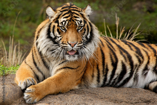 Portrait of a Sumatran Tiger photo