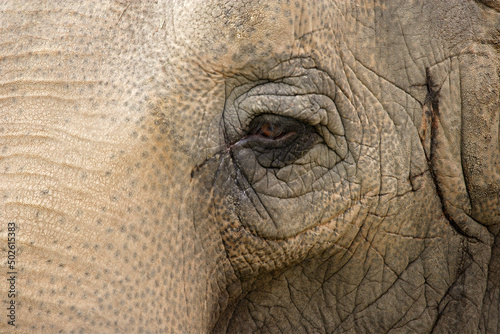 Close-up of an elephant photo