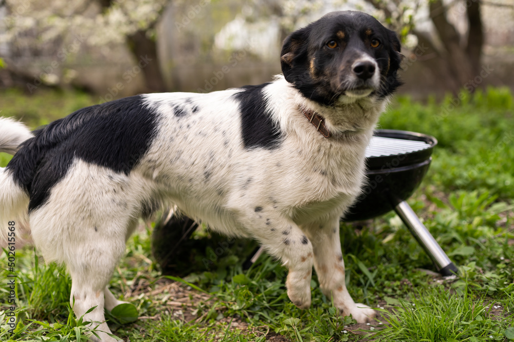 The meat is cooked on a barbecue. A beautiful dog on the grass. Rest at home. Pets. B-B-Q The meat is cooked on a barbecue. A beautiful dog on the grass. Rest at home. Pets. B-B-Q