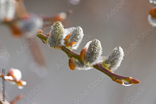 Close-up of pussy willows on a twig (Salix caprea) photo