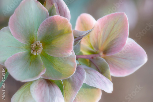 Close-up of hellebore flowers photo