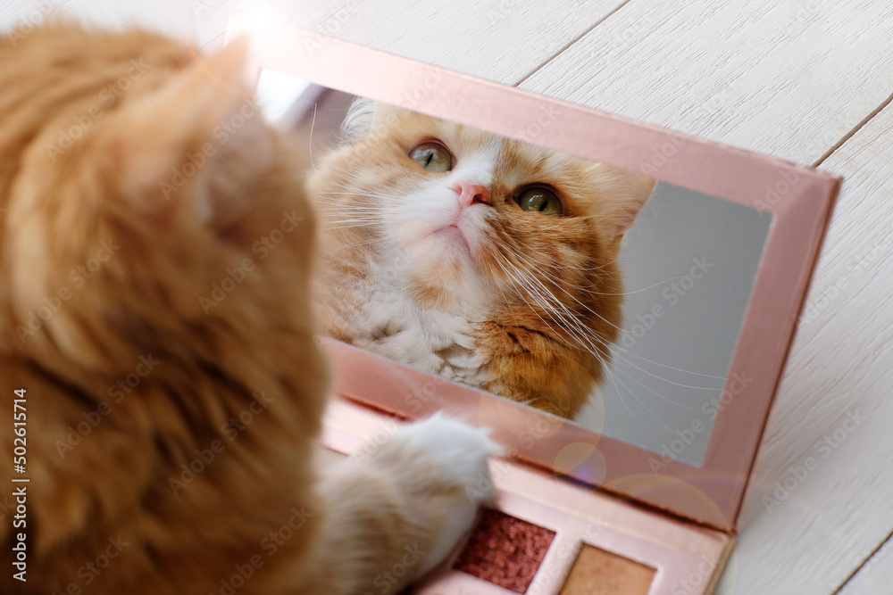 Cat looking in the mirror of colorful eyeshadow palette for make-up. Beauty concept and funny animals. Sunlight effect