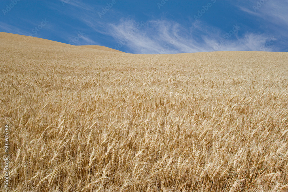 Wheat crop in a field, Palouse Hills, Washington State, USA Wheat crop in a field, Palouse Hills, Washington State, USA