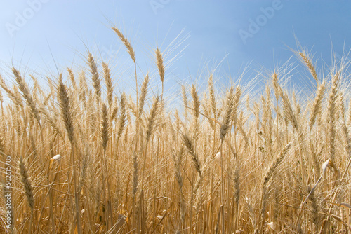 Wheat crop in a field, Palouse Hills, Washington State, USA