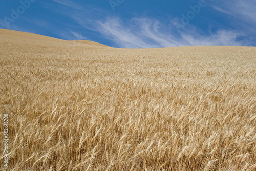 Wheat crop in a field, Palouse Hills, Washington State, USA
