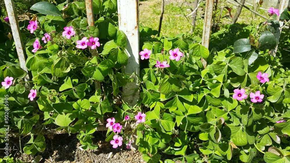 Image of a flowering plant with green leaves blooming in spring Image of a flowering plant with green leaves blooming in spring