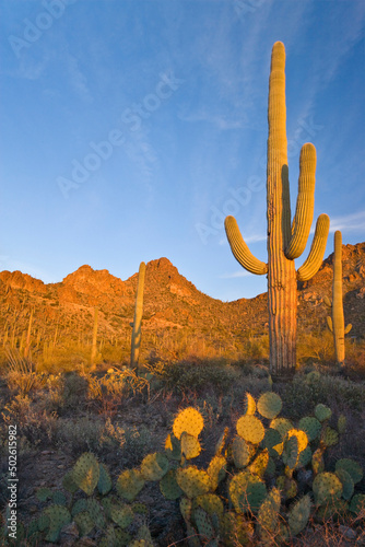 Saguaro cactus (Carnegiea gigantea) with Prickly Pear cacti in a desert, Saguaro National Monument, Tucson, Arizona, USA photo