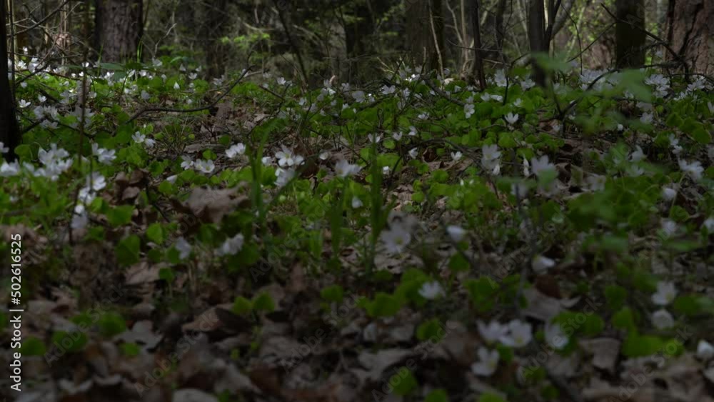 Bloming white sorrel in the forest swaying in the wind(oxalis acetosella). Bloming white sorrel in the forest swaying in the wind(oxalis acetosella).