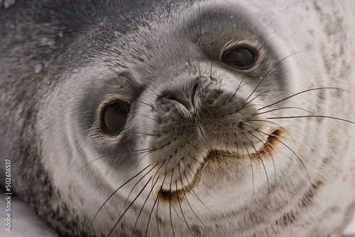 Face of Weddell seal (Leptonychotes weddellii), South Georgia Island, South Sandwich Islands photo