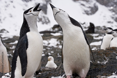 Chinstrap penguins (Pygoscelis antarcticus) with mouth open, Cooper Bay, South Georgia Island, South Sandwich Islands