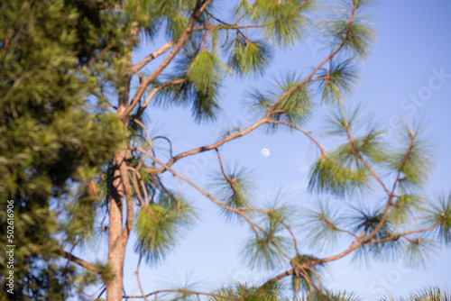 pine tree branches and moon © Mónica Juárez