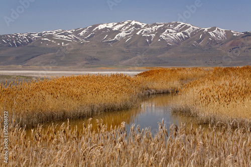 Reeds growing in the lake, Bear River Migratory Bird Refuge, Ogden, Utah, USA photo