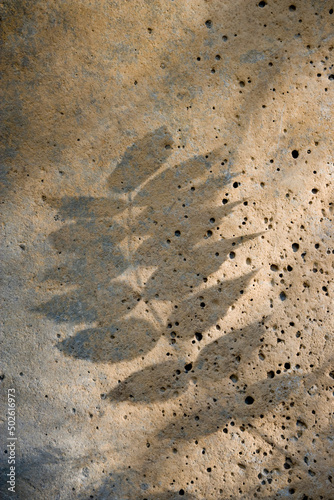 Shadow of a grape leaf on a rock, Rogue River National Forest, Oregon, USA