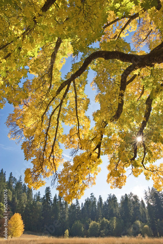 Trees in a state park, Joseph H. Stewart State Park, Oregon, USA