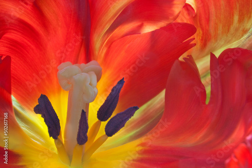 Close-up of a Parrot tulip (Tulipa x hybrida) photo