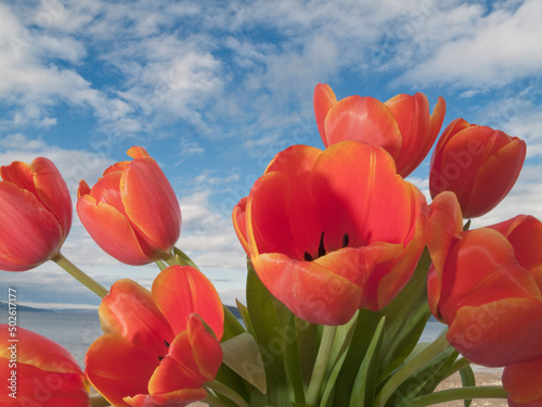 Close-up of orange tulips