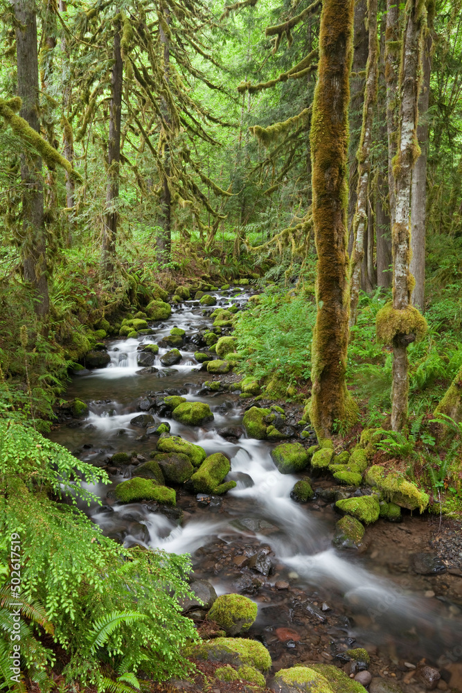 Creek flowing through a forest, Wine Creek, Clackamas River Valley, Oregon, USA Creek flowing through a forest, Wine Creek, Clackamas River Valley, Oregon, USA