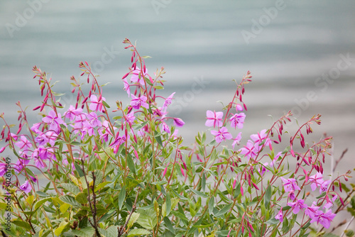 Close-up of Fireweeds (Epilobium angustifolium), Mendenhall Lake, Mendenhall Glacier, Juneau, Alaska, USA photo