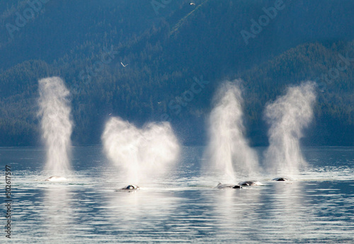 Message 'I Love U' depicted from the spout from Humpback whales (Megaptera novaeangliae), Cross Sound, Elfin Cove, Alexander Archipelago, Alaska, USA photo
