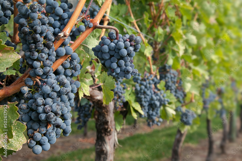 Grapes on a vine, Osoyoos, British Columbia, Canada Grapes on a vine, Osoyoos, British Columbia, Canada