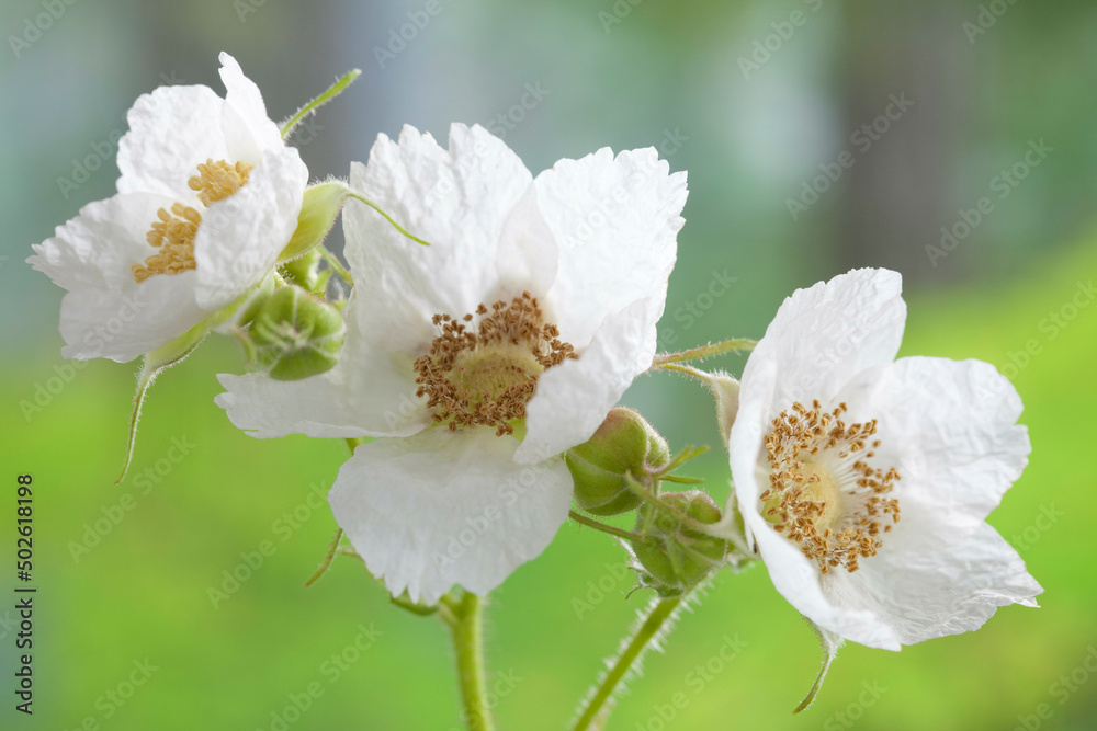 USA, Washington, Thimbleberry Rubus parviflorus USA, Washington, Thimbleberry Rubus parviflorus