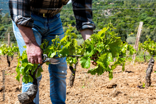 Green pruning of the vineyard. Farmer removes excess young sprouts from the branches of the vine. Traditional agriculture.