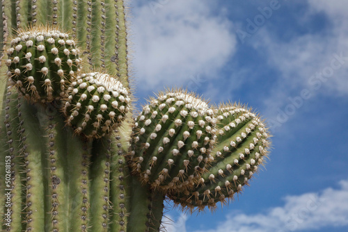 Low angle view of Saguaro cactus (Carnegiea gigantea), Tortolita Mountain Park, Tucson, Pima County, Arizona, USA photo