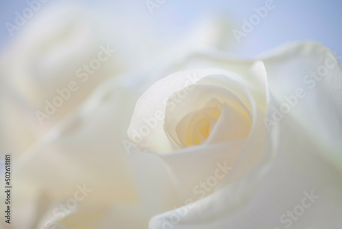 Close-up of a white Rose