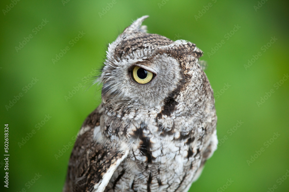 Close-up of a Western Screech-owl (Megascops kennicottii), Ketchikan, Alaska, USA Close-up of a Western Screech-owl (Megascops kennicottii), Ketchikan, Alaska, USA
