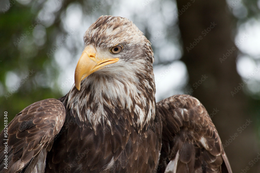 Low angle view of a Bald eagle (Haliaeetus leucocephalus), Ketchikan, Alaska, USA Low angle view of a Bald eagle (Haliaeetus leucocephalus), Ketchikan, Alaska, USA