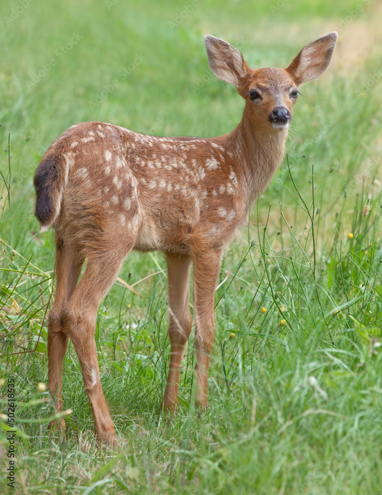 Fawn of Black-tail deer standing in grass Fawn of Black-tail deer standing in grass