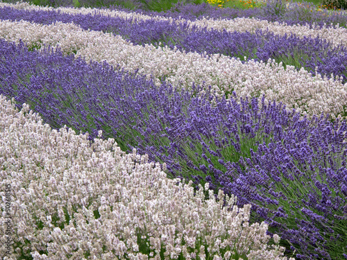 USA, Washington State, Sequim, Lavender field photo