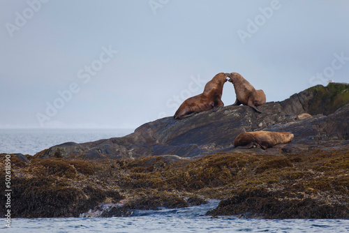 Steller sea lions (Eumetopias jubatus) on the coast, Storm Islands, British Columbia, Canada photo