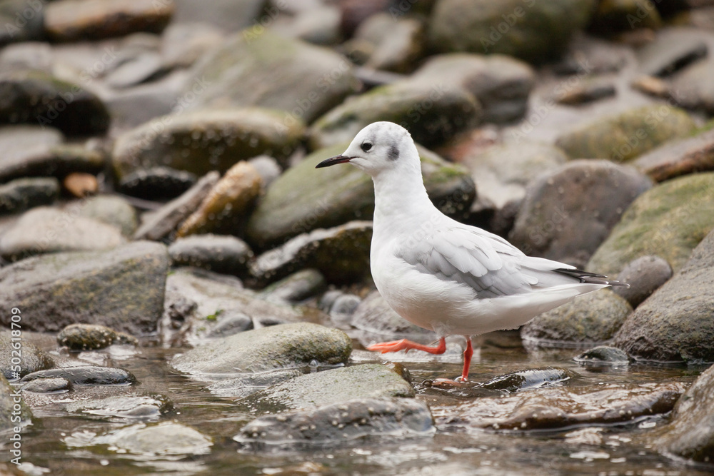 Bonaparte's gull (Larus philadelphia) perching on a rock, Fiordlands National Recreation Area, British Columbia, Canada Bonaparte's gull (Larus philadelphia) perching on a rock, Fiordlands National Recreation Area, British Columbia, Canada