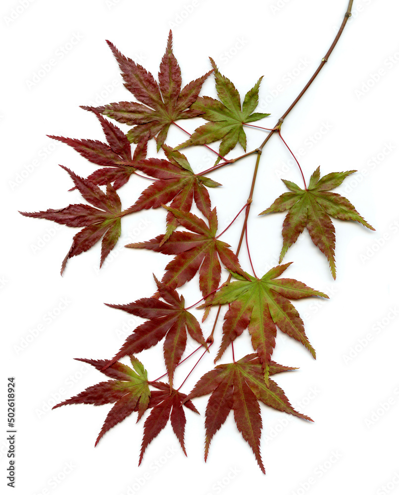 Red and green Japanese Maple (Acer palmatum) leaves Red and green Japanese Maple (Acer palmatum) leaves