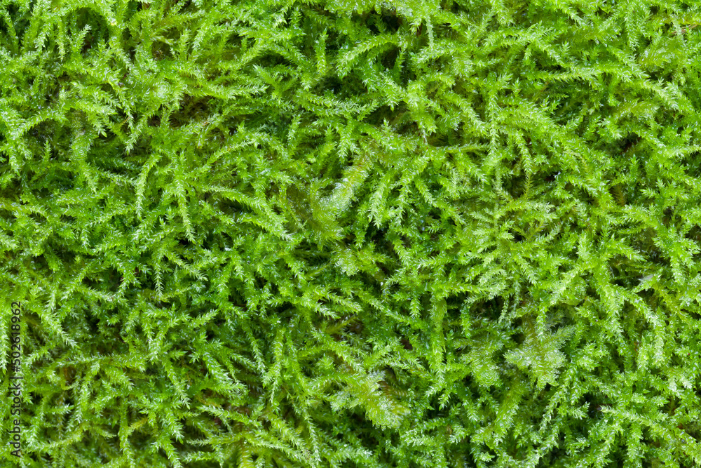 Close-up of moss, Guillemot Cove Nature Reserve, Seabeck, Kitsap County, Washington State, USA Close-up of moss, Guillemot Cove Nature Reserve, Seabeck, Kitsap County, Washington State, USA