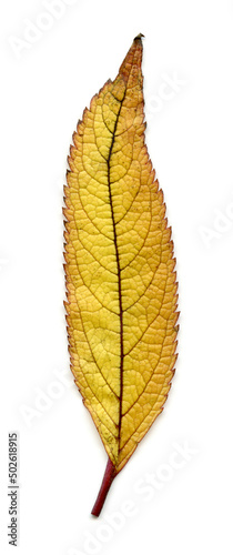 Joepye weed (Eupatorium purpureum) leaf photo