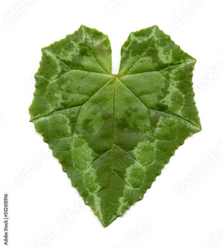 Green cyclamen leaf photo