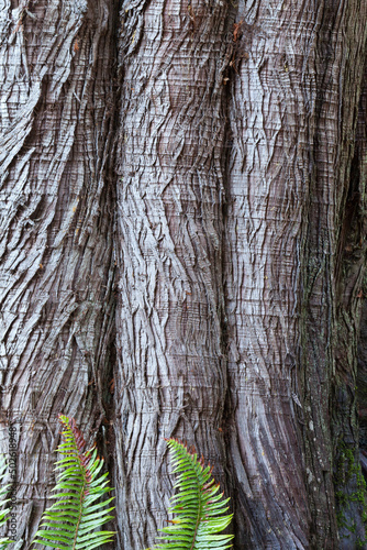 Western red cedar (Thuja plicata) bark with Sword ferns (Polystichum Munitum) at base, Washington State, USA photo