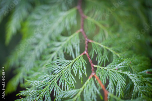 Western red cedar (Thuja plicata) branch, Washington State, USA photo