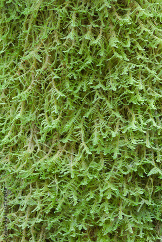 Close-up of moss, Guillemot Cove Nature Reserve, Seabeck, Kitsap County, Washington State, USA photo