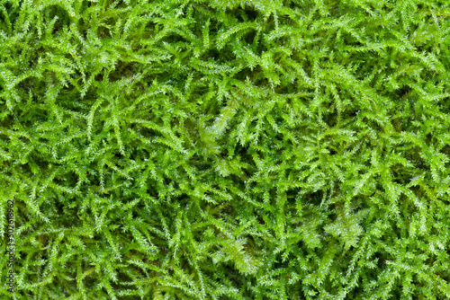 Close-up of moss, Guillemot Cove Nature Reserve, Seabeck, Kitsap County, Washington State, USA