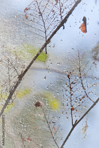 Dew drops in tent caterpillar's nest, Guillemot Cove Nature Reserve, Seabeck, Kitsap County, Washington State, USA photo