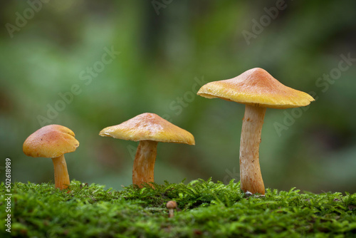Mushrooms on a mossy log, Hansville, Kitsap County, Washington State, USA