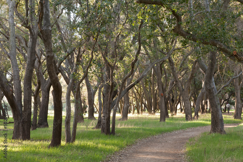 Mexico, Tecate, Rancho La Puerta, Coast Live Oak (Quercus agrifolia) Mexico, Tecate, Rancho La Puerta, Coast Live Oak (Quercus agrifolia)