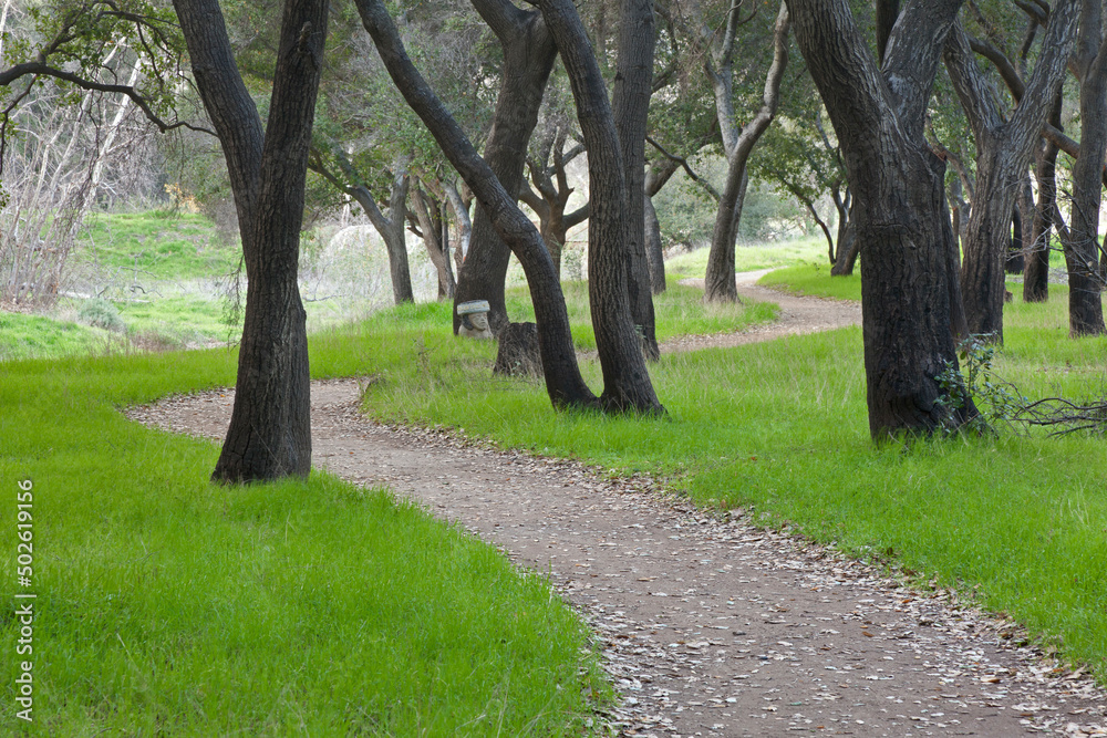 Mexico, Tecate, Rancho La Puerta, Coast Live Oak (Quercus agrifolia) Mexico, Tecate, Rancho La Puerta, Coast Live Oak (Quercus agrifolia)
