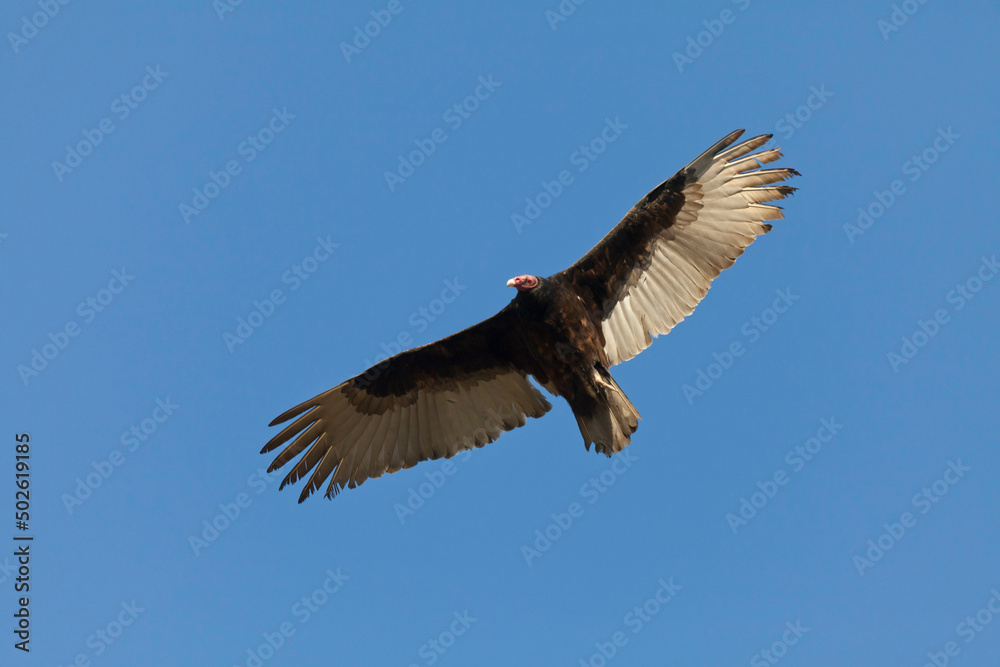Mexico, Tecate, Rancho La Puerta, Soaring turkey vulture Mexico, Tecate, Rancho La Puerta, Soaring turkey vulture