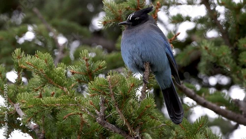 Steller's Jay (Cyanocitta Stelleri) perched on evergreen tree in Rocky Mountain National park. Blue long-crested mountain jay or pine jay, close up, low angle shot. photo