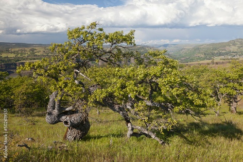 USA, Oregon, Columbia River Gorge, Meadows east of Mosier photo